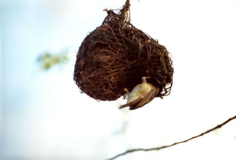 Maskenwebervogel am Nest